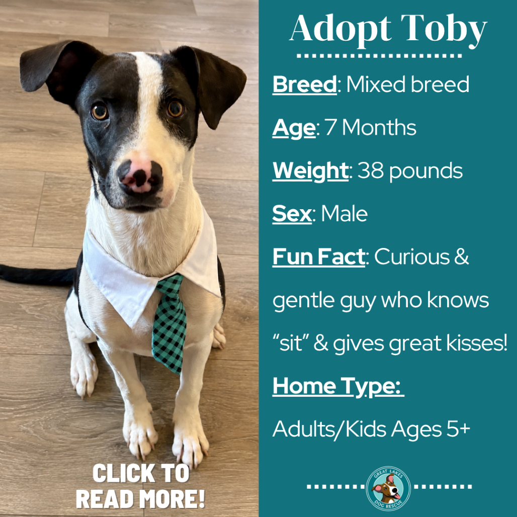 Toby