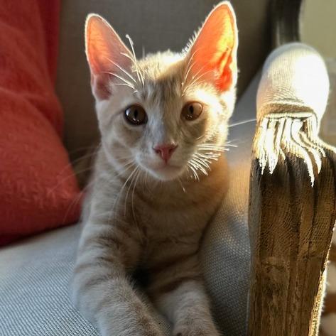 Canelo