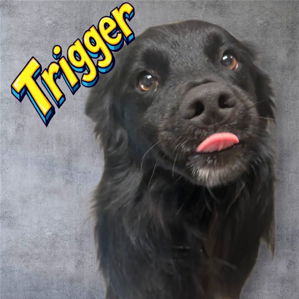 Trigger