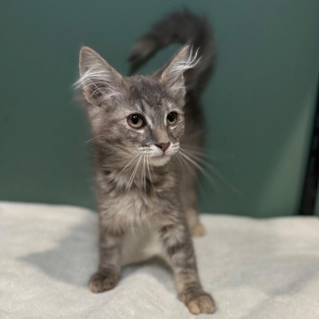 Nala