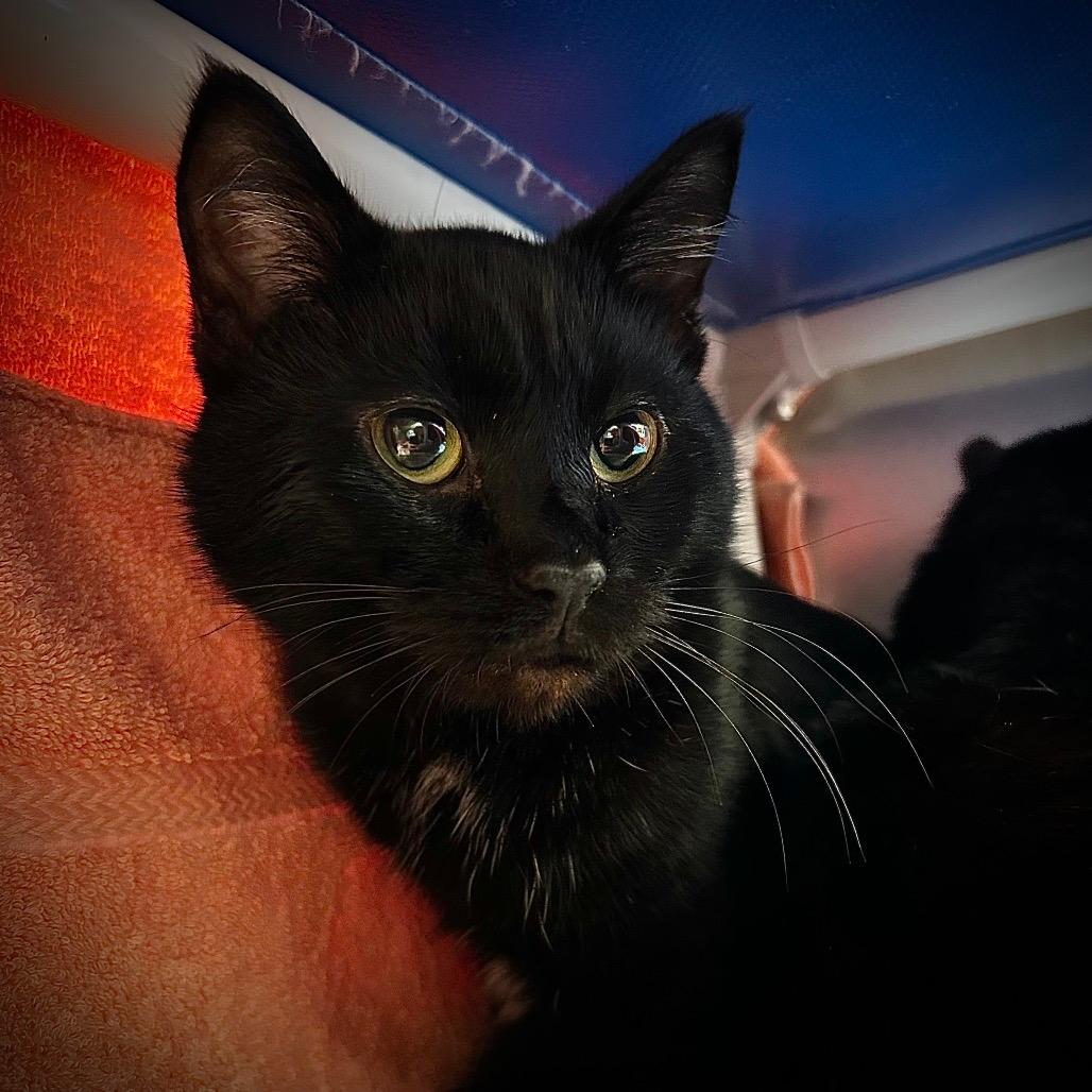 Onyx