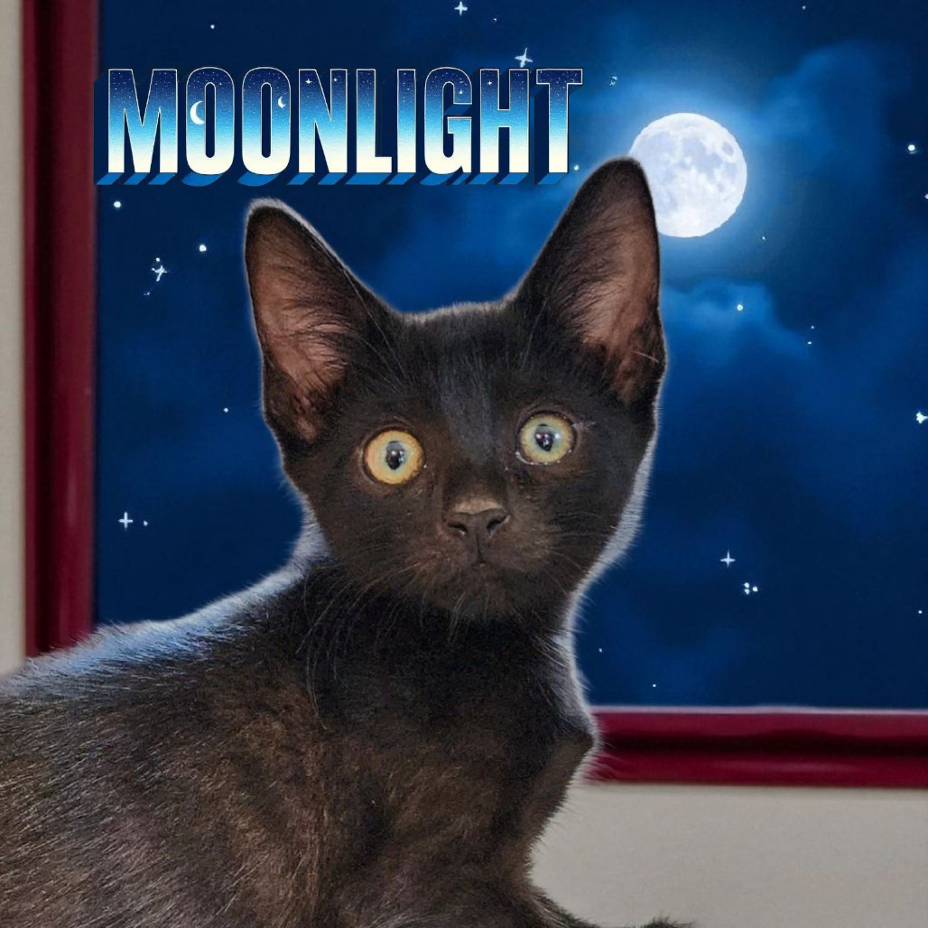 Moonlight