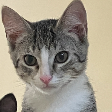 Louie