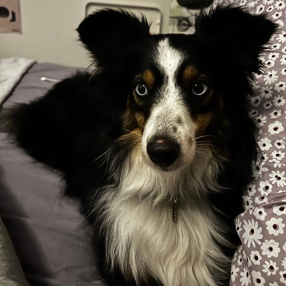 Bindi