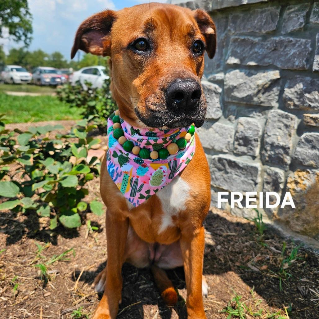 Frieda