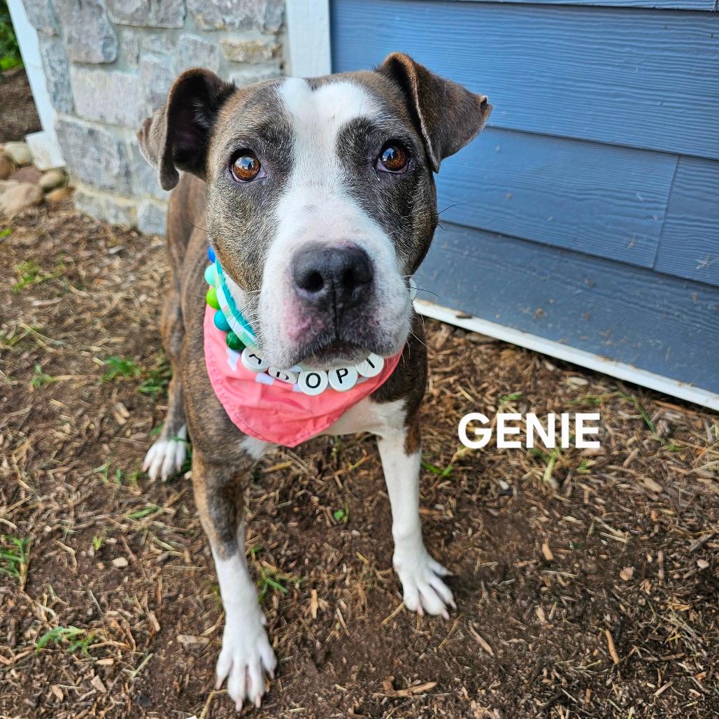 Genie 