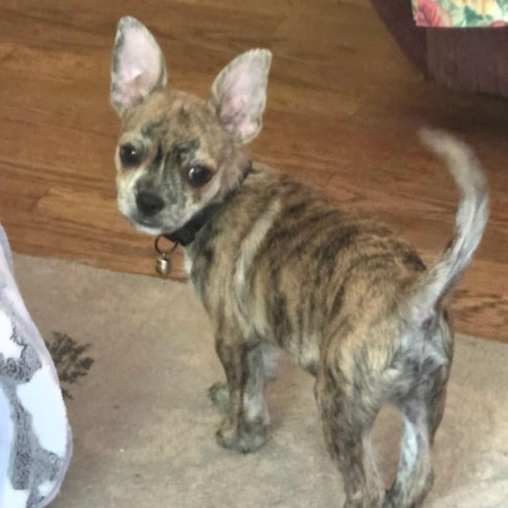 Taz