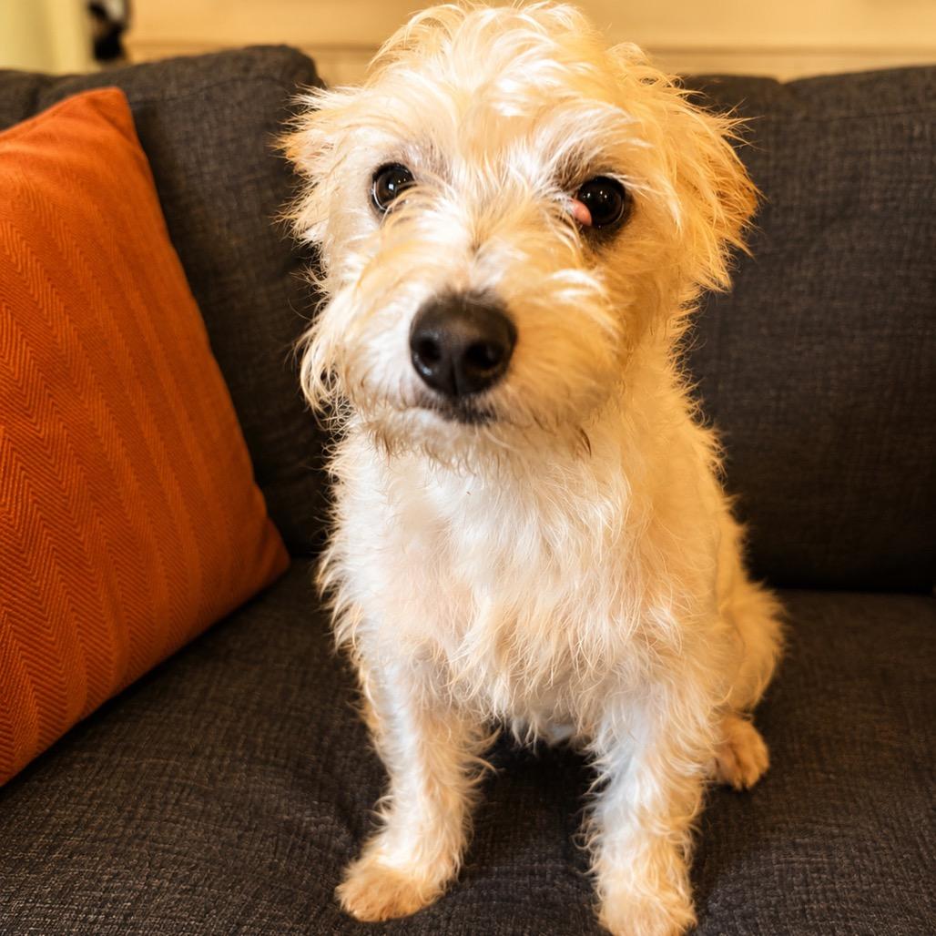 Rufus