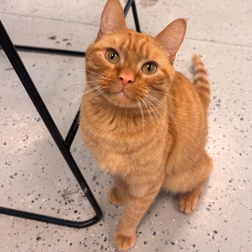 Cheddar Bay Biscuit - Reduced Adoption Fee