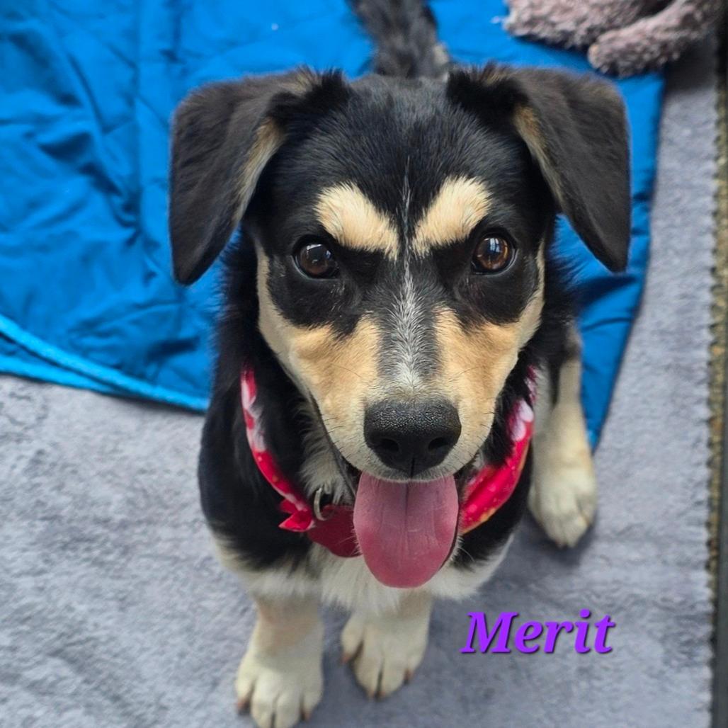 Merit
