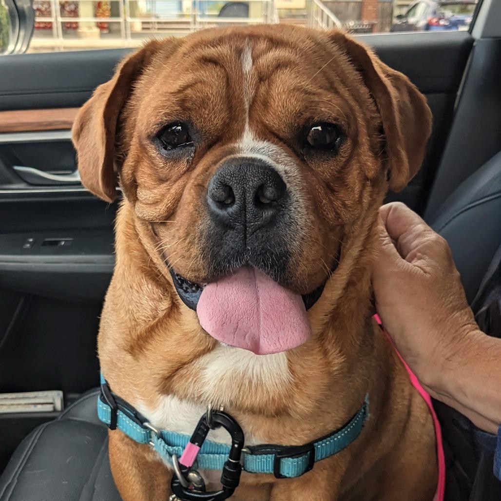 Buddy