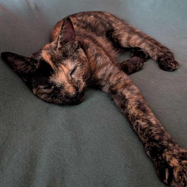 Gidget
