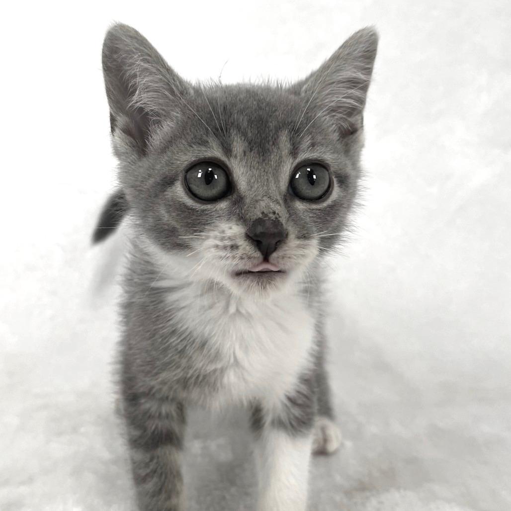 Juniper