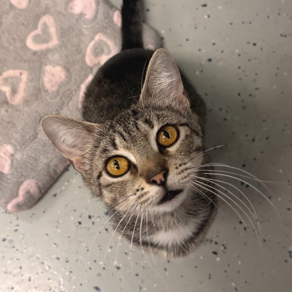 Mimi