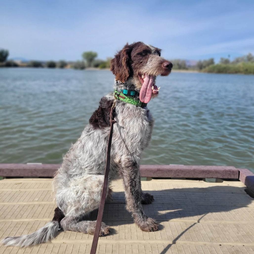 Boomer AKA Pickles (Syracuse, Utah)
