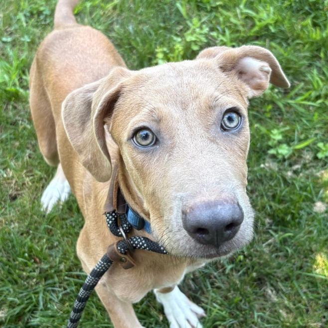 Milo