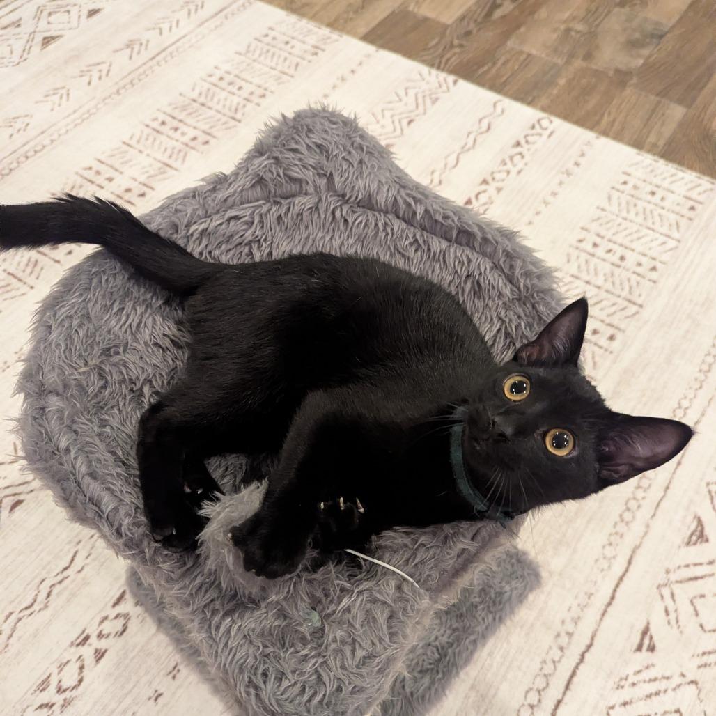 Sirius