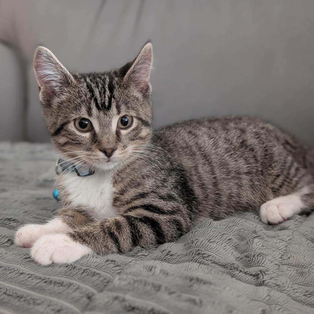 Dewey