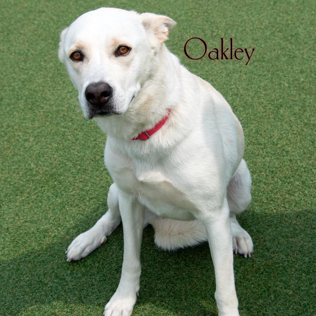 Oakley