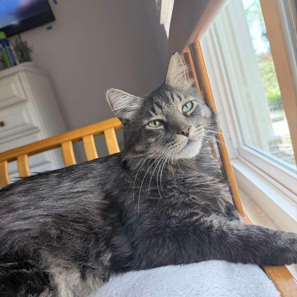 Hazel