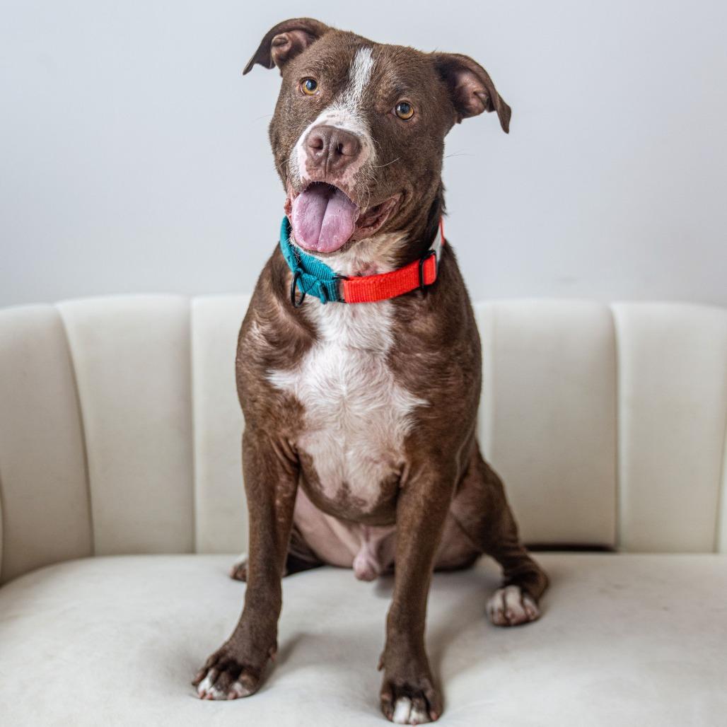 Chowder