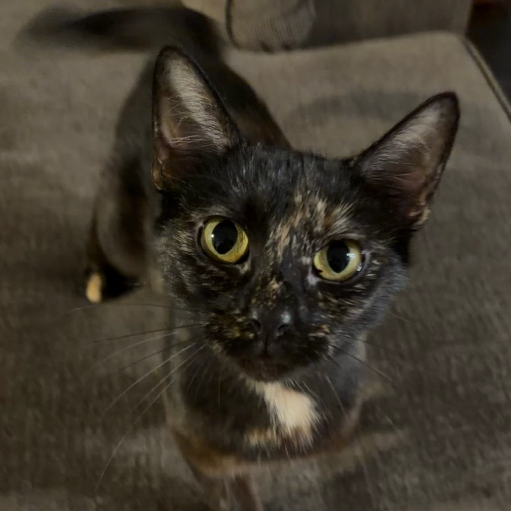 CoCo
