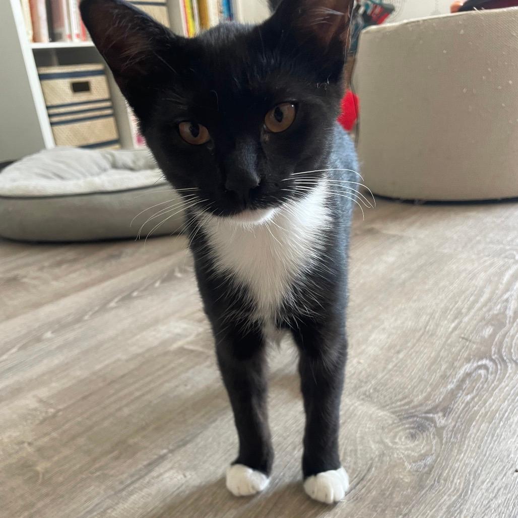 Hermione Bishop kitten 5