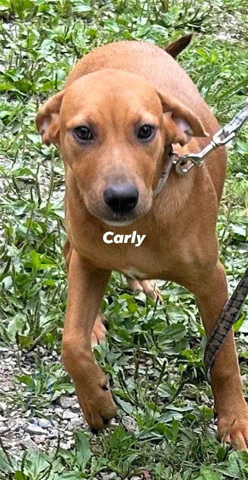 Adoptable Dogs & Puppies in Lexington, KY