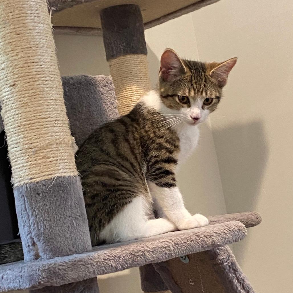 Bear (Pulaski Kitten 2)