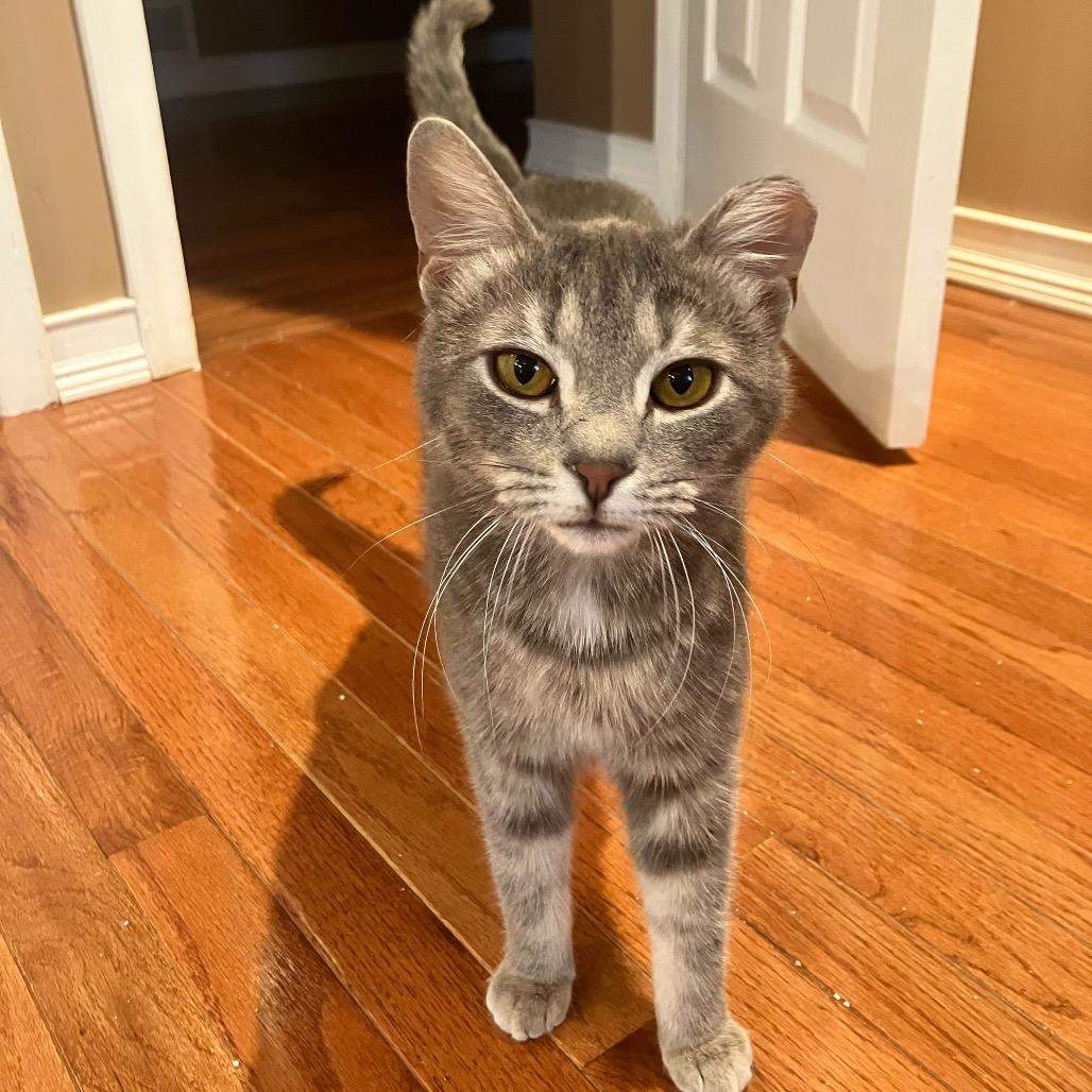 Piper