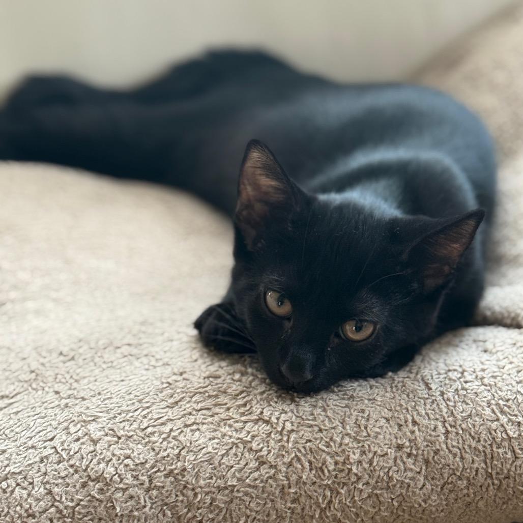 Nori
