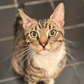 Rufus