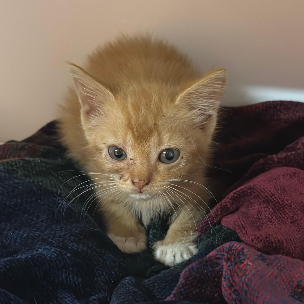 Cheeto
