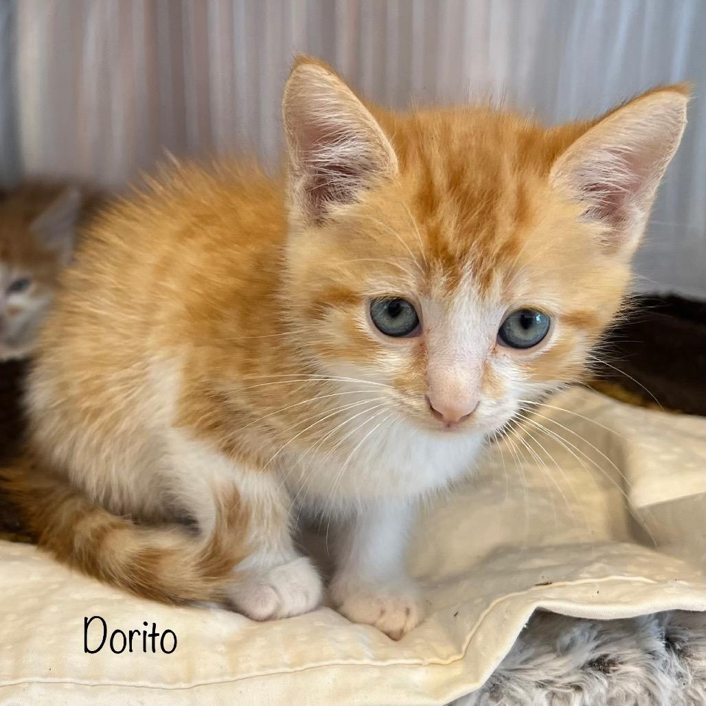 Dorito 