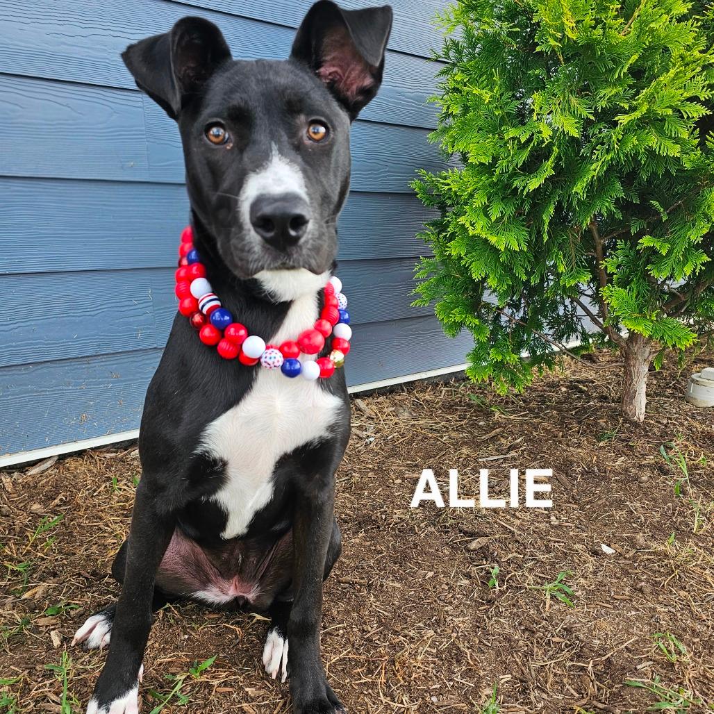 Allie (Amie)