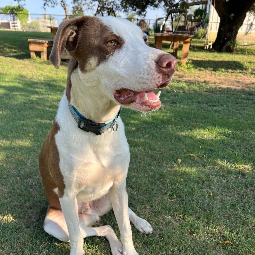 Rex