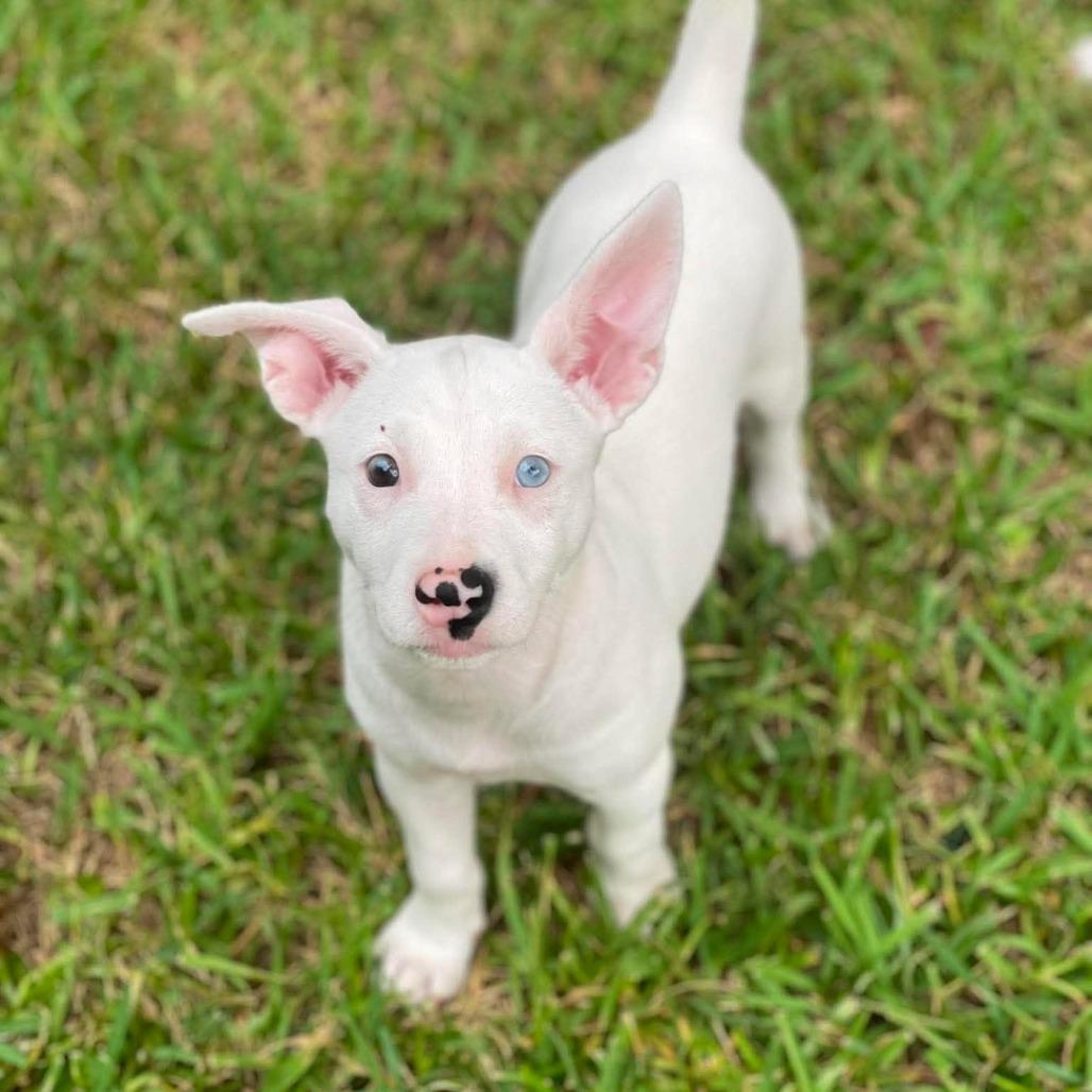 CT Libby avail Aug 29 (Summer Sunset Vendor Fair- Somers, CT)