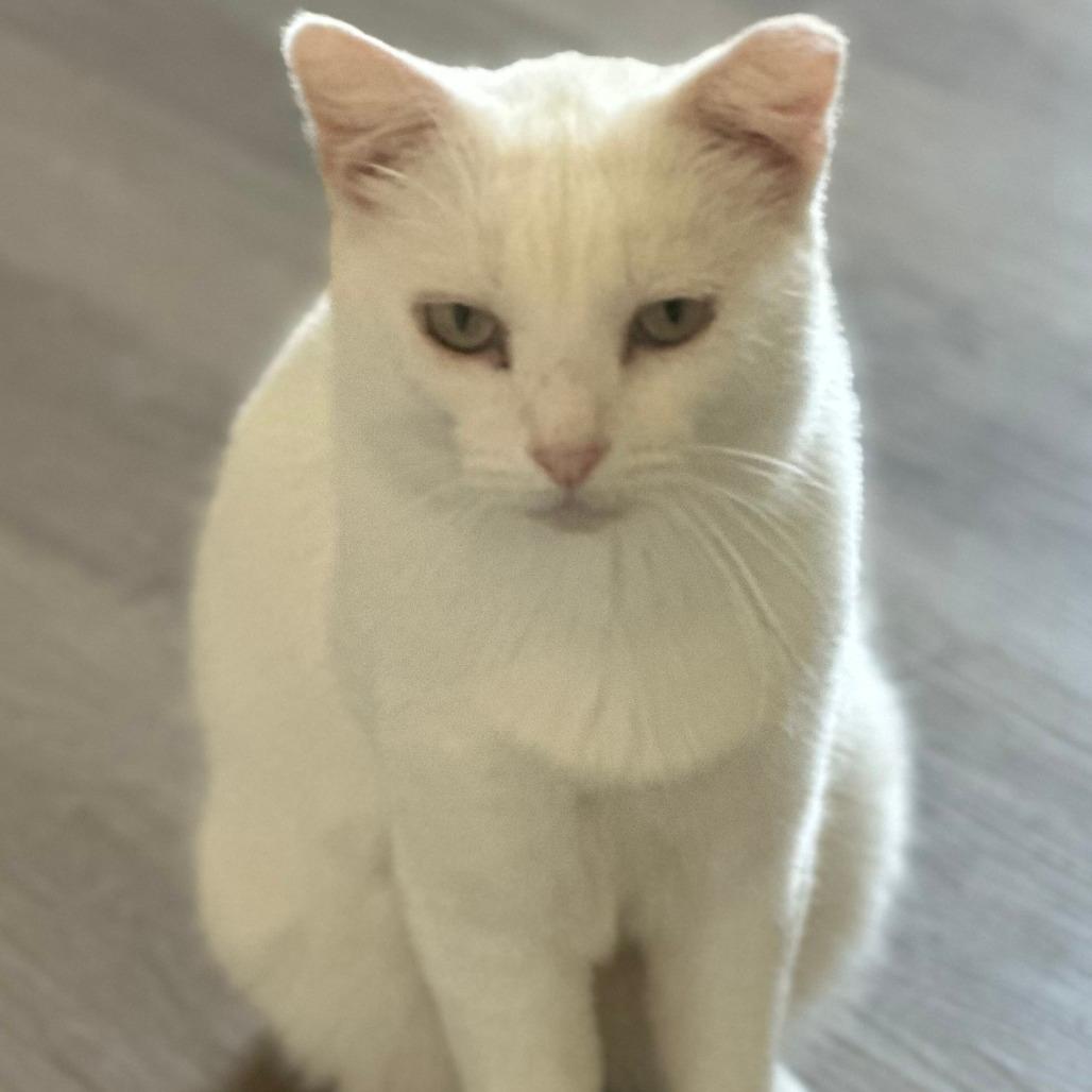 Polar