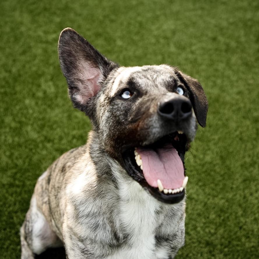 Chico