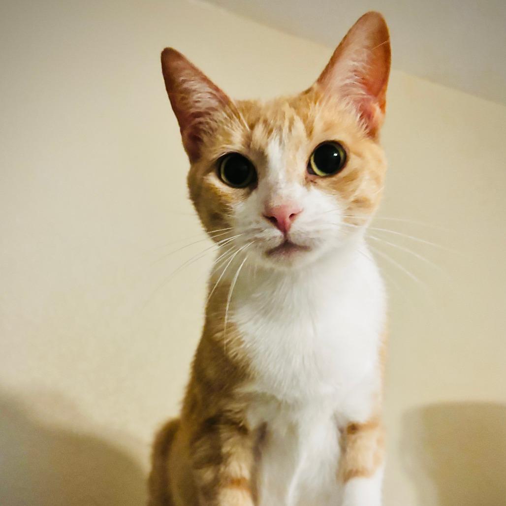 Peaches