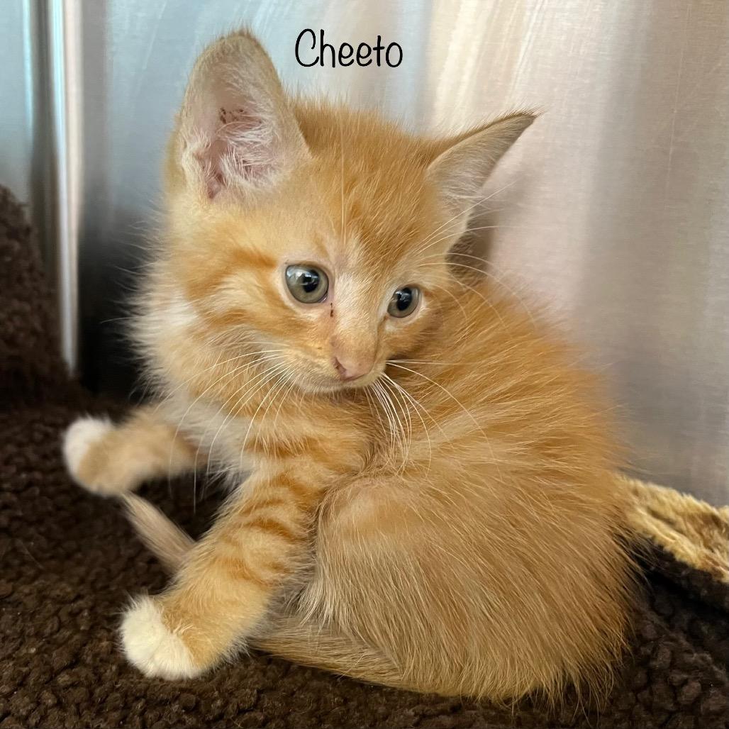 Cheeto 