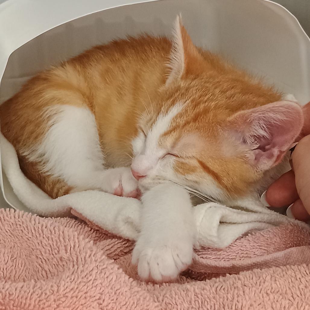 Bowie