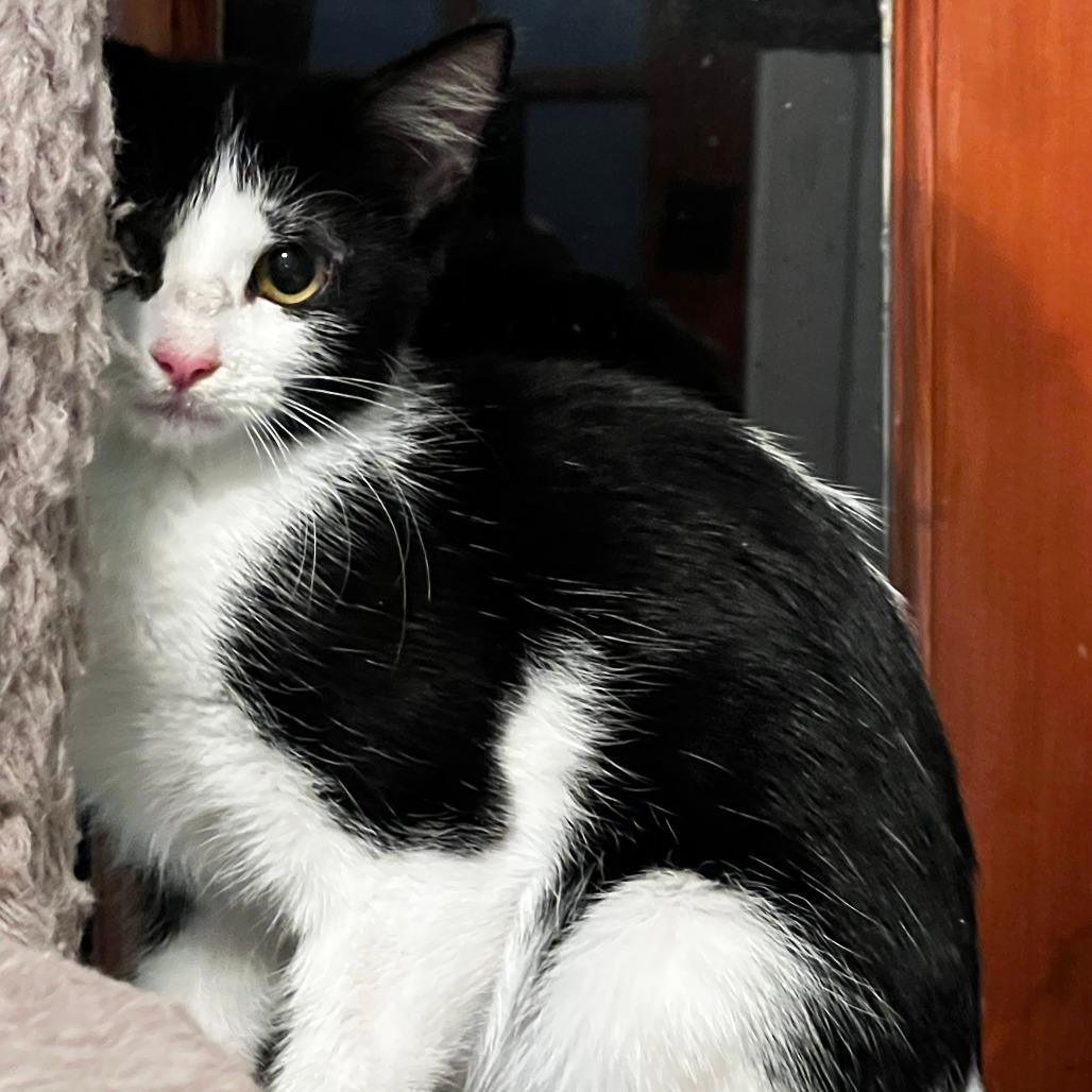 Domino