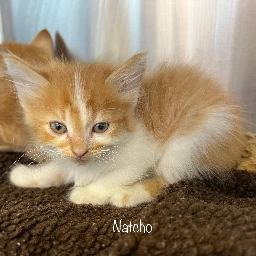 Nacho 