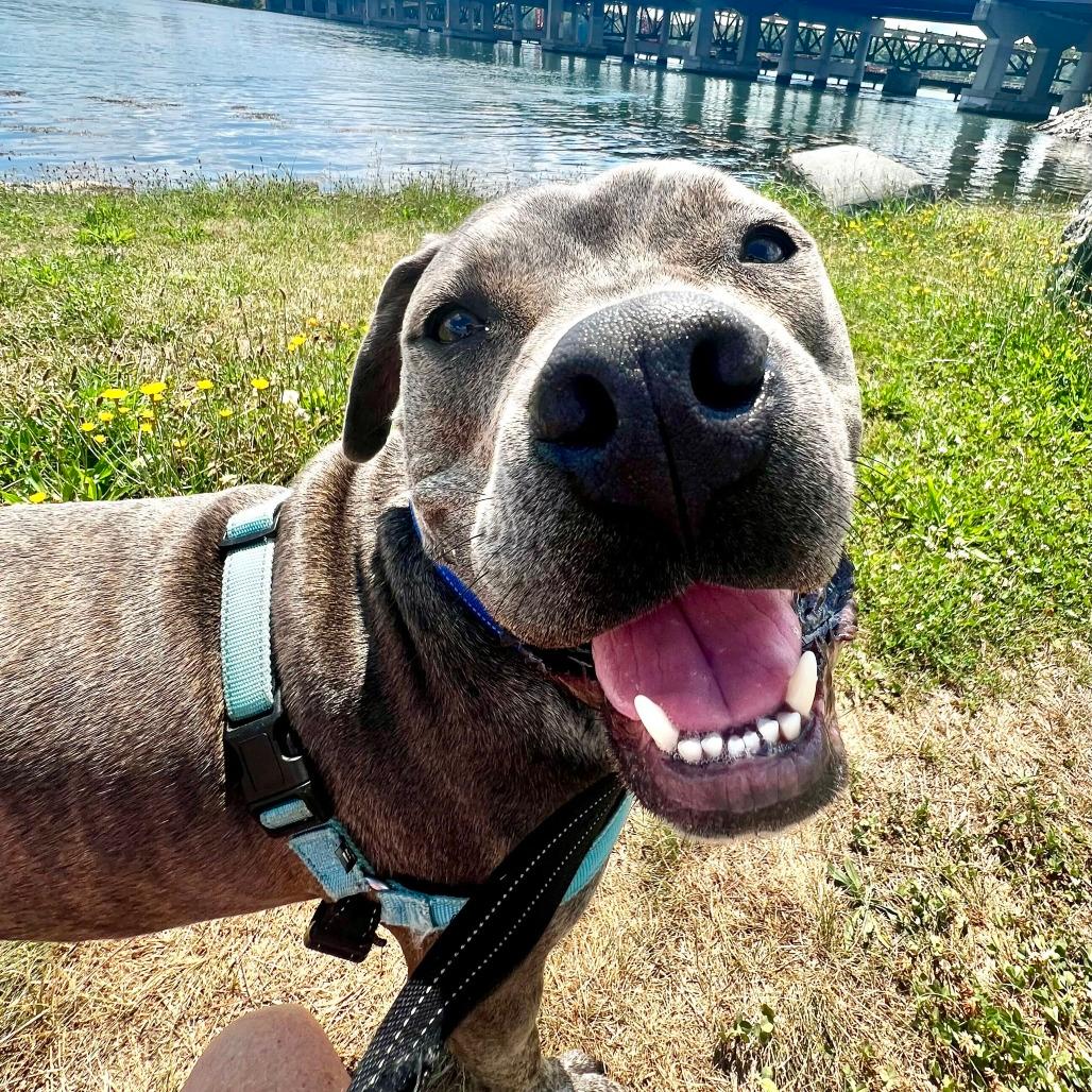 Carter *Foster to Adopt Me!