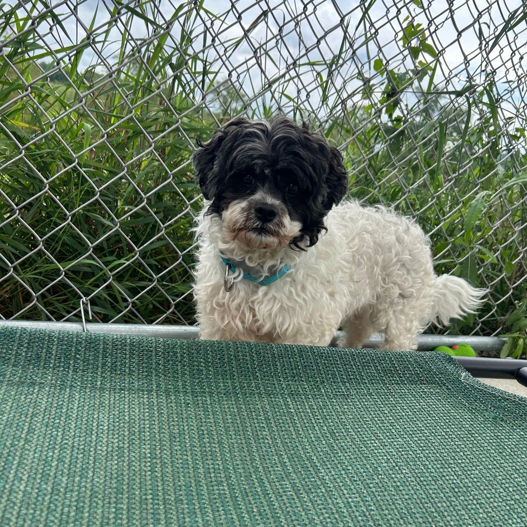 Cooper
