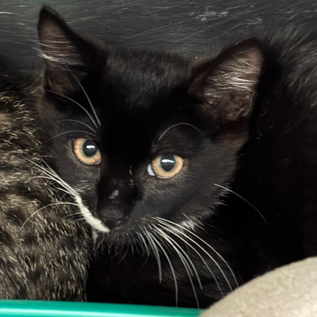 Icarus-Tiny Spirit Kitten