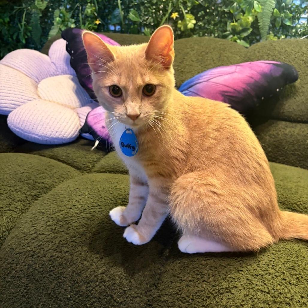 Buffy (cat café adoption)