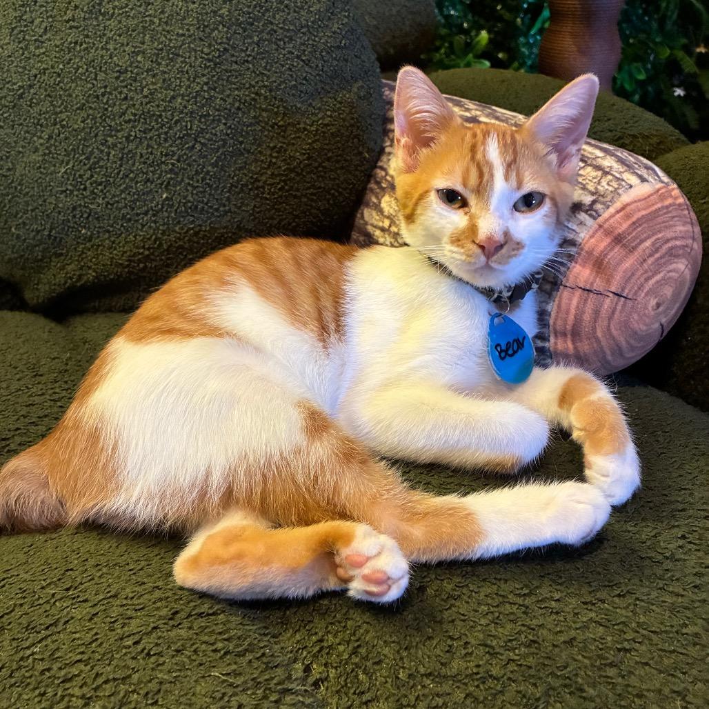Bear (cat cafe adoption)