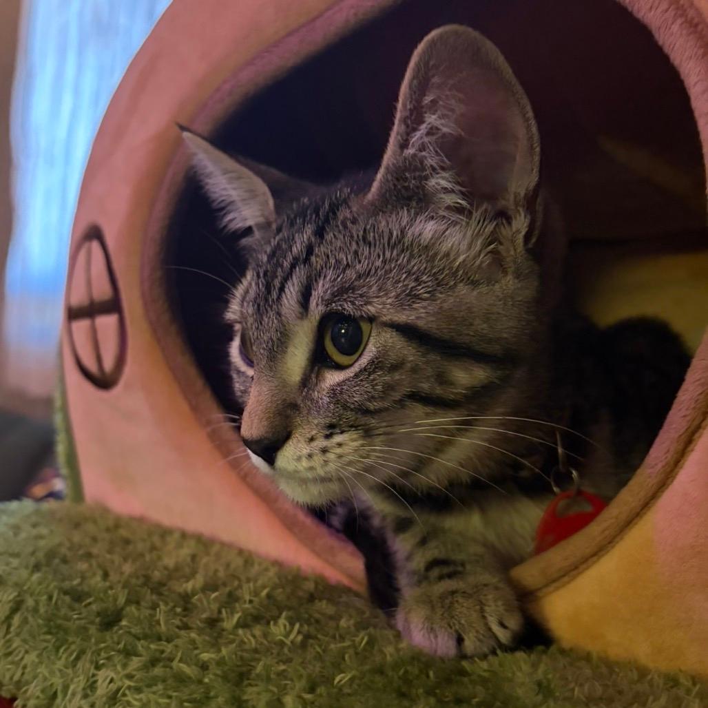 Pecan Delight  (cat cafe adoption)